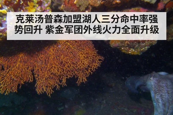 克莱汤普森加盟湖人三分命中率强势回升 紫金军团外线火力全面升级